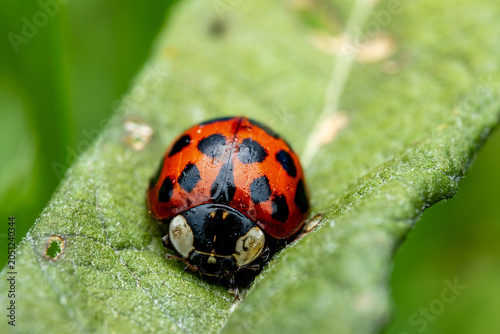 Canvas-taulu A Harlequin ladybird makes its way along a leaf in Bristol, England, chin tucked down and moving with the purposeful energy of someone already late for a very important meeting