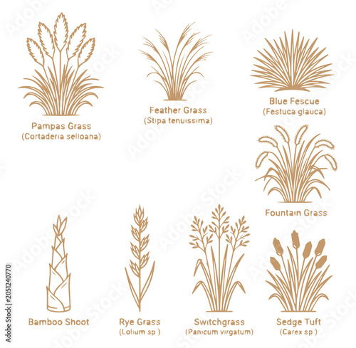 Bild auf Leinwand Set of various grass species and bamboo shoot line with scientific names isolate