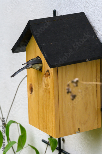 Kohlmeise mit Futter an Vogelhaus