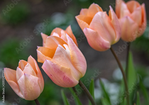 Fotografía Tulip 'Apricot Beauty'