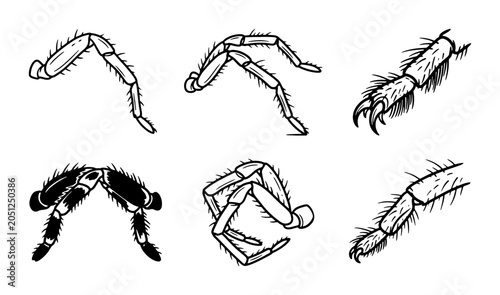 Photos Insect Legs Vector Set, Arthropod Appendages Collection, Detailed Entomology Ill