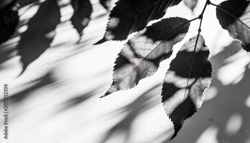 Showing three serrated leaves on thin twig against bright sky, casting crisp vein shadows