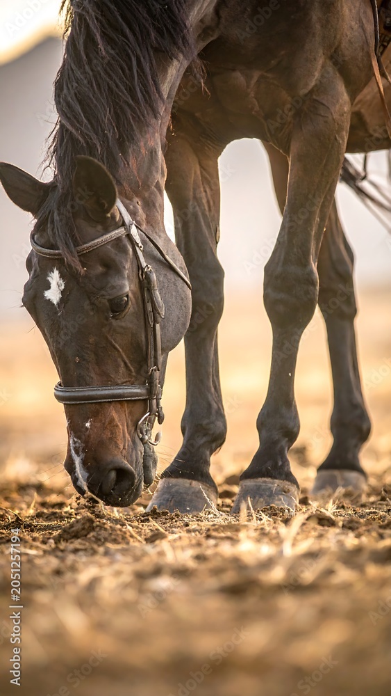 Fototapeta premium Horse Grazing.
