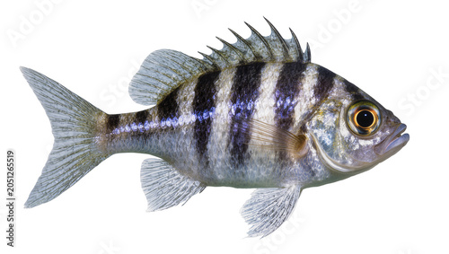 Картината върху платно Striped Freshwater Fish with Silver Scales and Spiky Dorsal Fin