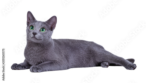 Fotografía Russian Blue cat with bright green eyes lying down