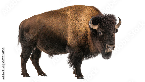 Tableau sur toile American Bison with thick brown fur and curved horns