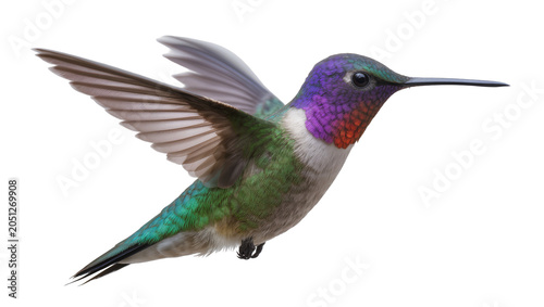 Quadro su tela Hummingbird with iridescent green body and purple throat in flight