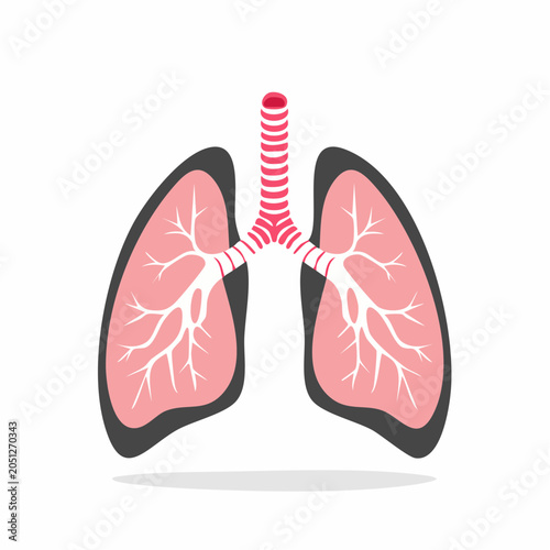 Illustration of Human Lungs and Trachea