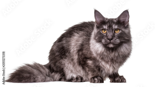 Φωτογραφία Maine Coon cat with smoky grey fur and yellow eyes