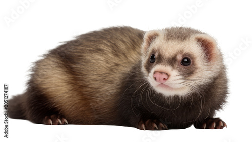 Photos Domestic ferret with brown and cream fur resting
