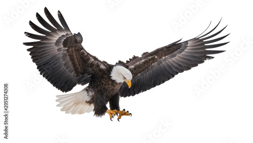 Fotografie Bald eagle with wings spread wide, descending