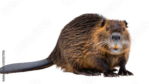 Tableau sur toile Brown beaver with orange teeth and scaly tail