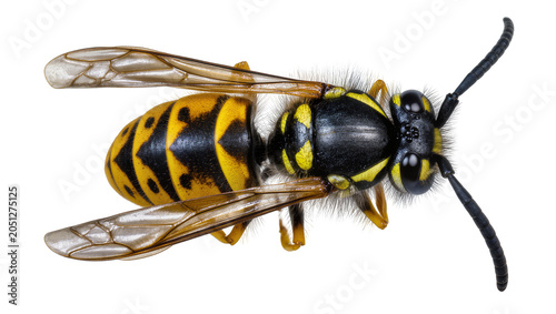 Schilderij op canvas Yellow and black striped wasp with wings and fuzzy body