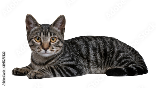 Quadro su tela Tabby kitten lying down with yellow eyes