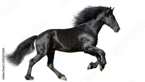 Tableau sur toile Black Friesian horse galloping with flowing mane and tail