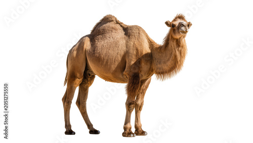 Fotografie Dromedary camel with one hump light brown fur, standing profile view