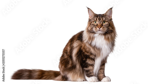 Obraz na plátně Brown tabby Maine Coon cat with white chest sitting