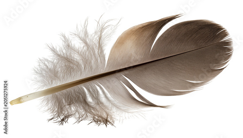 Brown and white bird feather with fluffy downy base