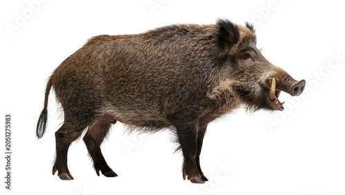 Tableau sur toile Wild boar with tusks open mouth showing teeth