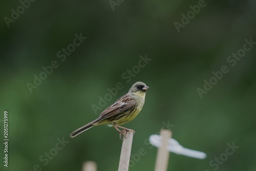 Black-faced Bunting on Branch with Beautiful Bokeh and Shallow Depth of Field