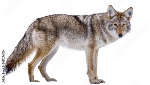 Принти на полотні Coyote standing profile view with alert expression