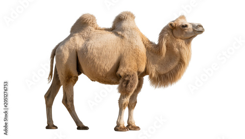 Fotografie Dromedary camel with one hump light brown fur, standing profile view