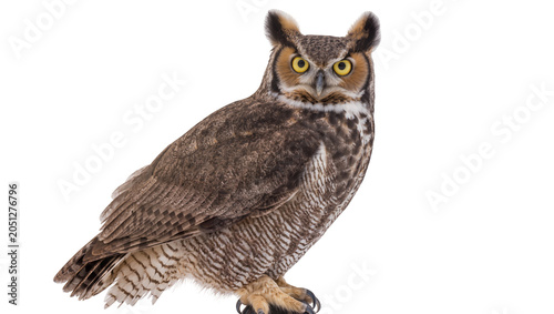 Photography Great Horned Owl with ear tufts and yellow eyes