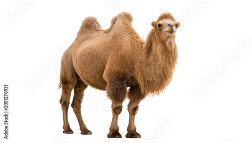 Tablou pe pânză Dromedary camel with one hump standing on white