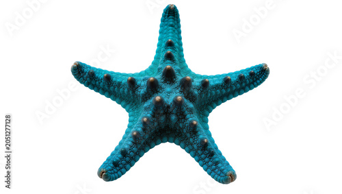 Slika na platnu Blue starfish with textured skin and raised bumps