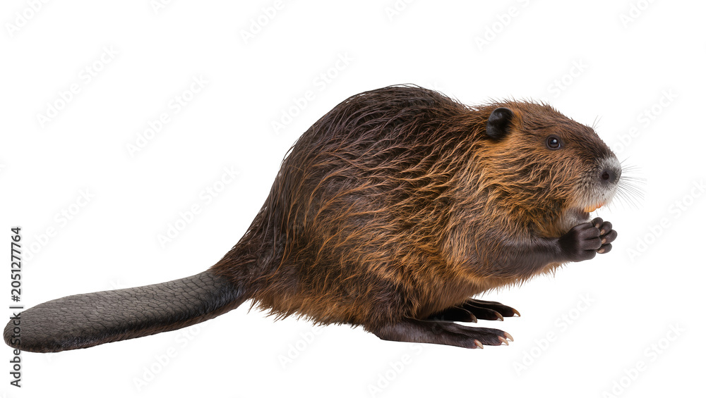 Fototapeta premium Beaver with brown fur and flat tail holding paws together
