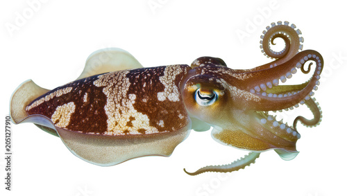Fotografie Brown and white spotted cuttlefish with curled tentacles