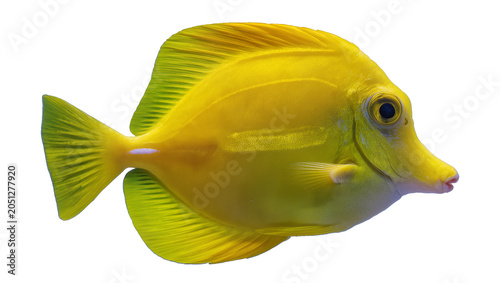 Εκτύπωση καμβά Yellow Tang Fish Marine Life Ocean Reef