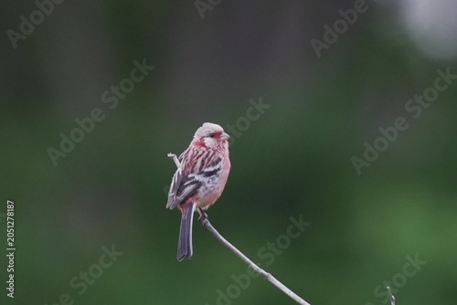Long-tailed Rosefinch Male Captured Mid-Flight with Shallow Depth of Field
