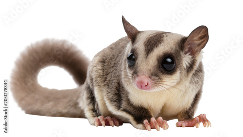 Sugar glider marsupial with big eyes and fluffy tail