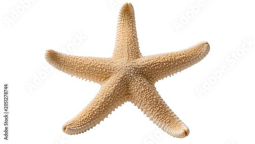 Slika na platnu Beige starfish with five arms and textured surface