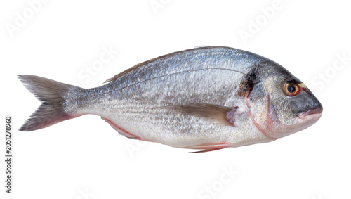 Foto Whole raw sea bream fish with silver scales and orange eye