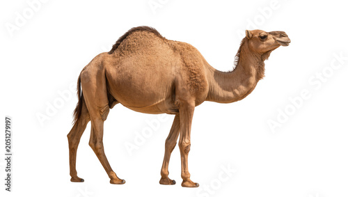 Quadro em tela Dromedary camel with one hump standing on white