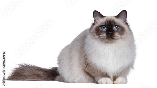 Tableau sur toile Birman cat with striking blue eyes sitting calmly