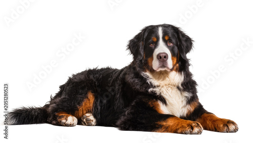 Photos Bernese Mountain Dog lying down with white chest and face markings