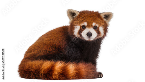 Fotografija Red panda sitting with bushy striped tail