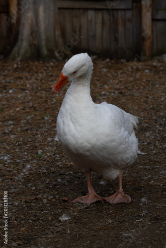 goose on a farm