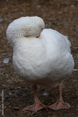 goose on a farm