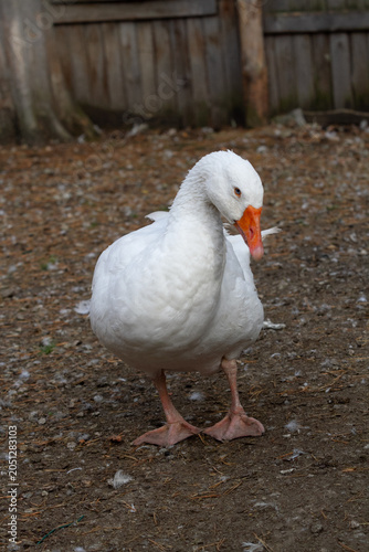 goose on a farm