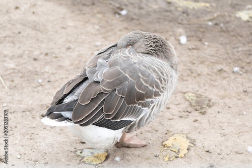 goose on a farm