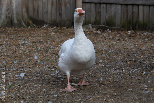 goose on a farm