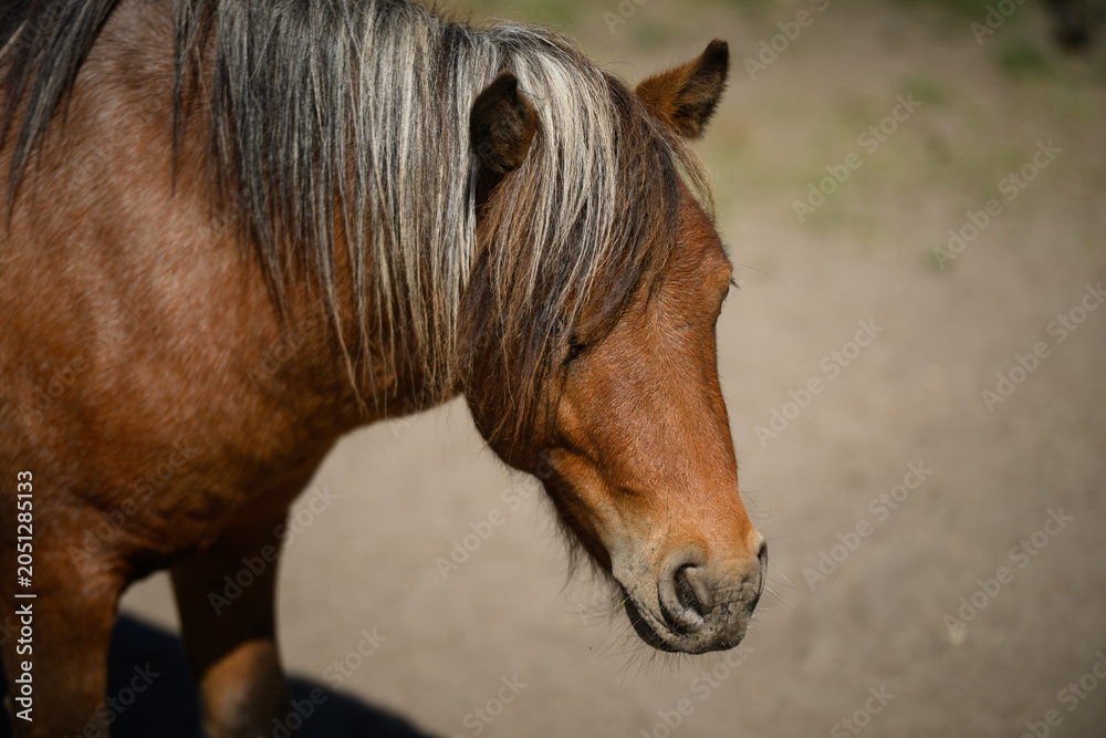 Obraz premium Brown pony portrait close up with beautiful thick mane. Fluffy horse head profile in sunny day. Equestrian ranch life, wild mustang fauna, zoology, horseback riding, animal care concepts, equestrian