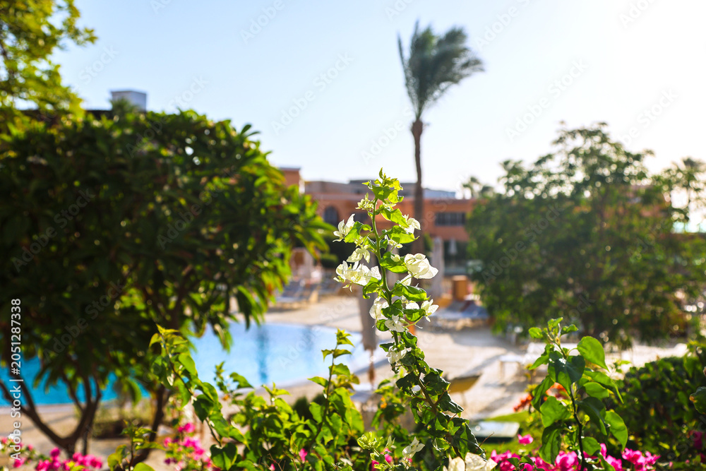 Fototapeta premium Hotel Courtyard with Lush Greenery and Sunlit Swimming Pool Under Bright Summer Sky.