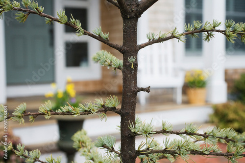 Close up of a tree in front of a house