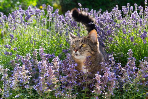 tabby cat surrounded by a field of purple flowering catnip plants, outdoors in sunny garden