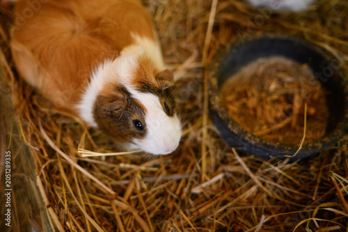 Fotografie Cute guinea pig sitting in dry hay next to food bowl close up